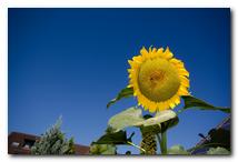 Sonnenblume